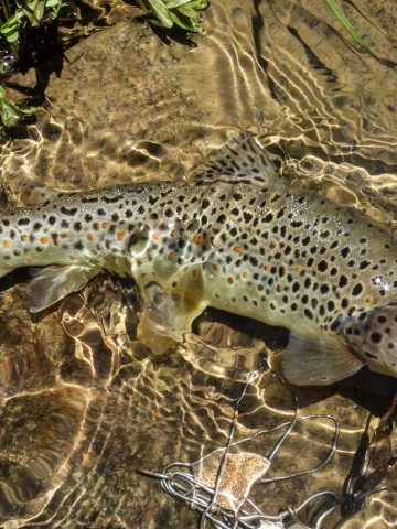 brown trout in sunlight