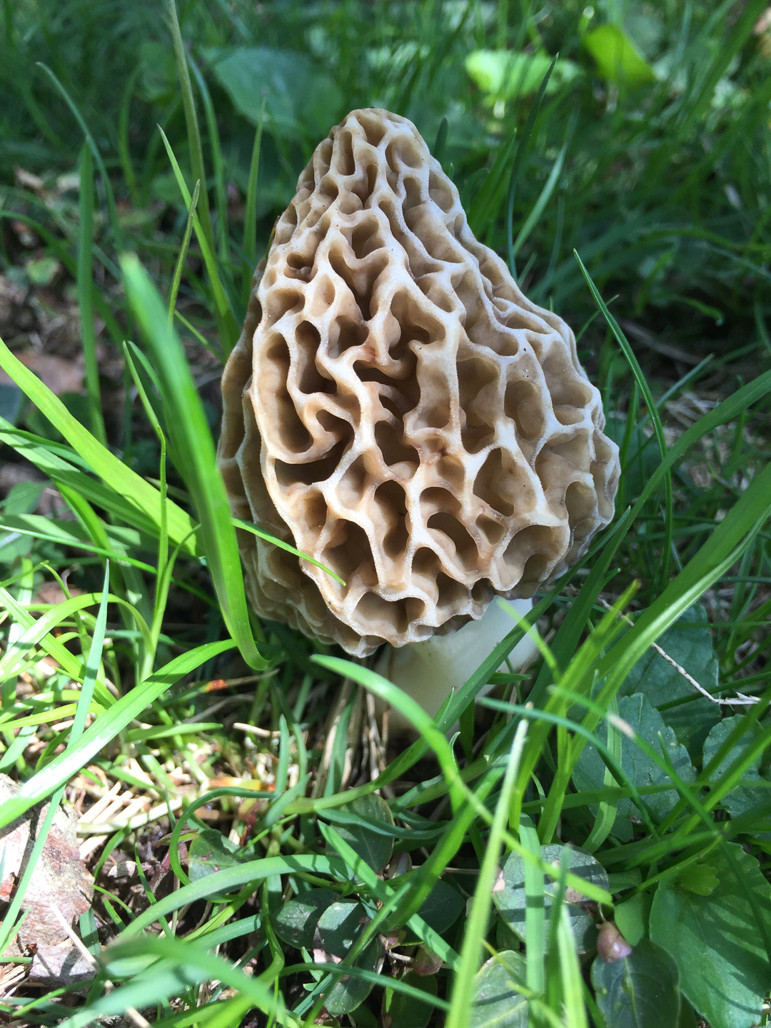 morel with light in the woods