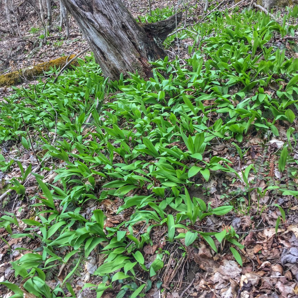 patch of wild leeks in the woods